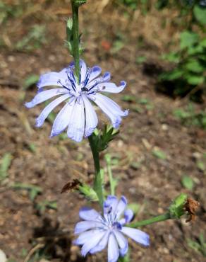 Fotografia 15 da espécie Cichorium intybus no Jardim Botânico UTAD