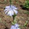 Fotografia 15 da espécie Cichorium intybus do Jardim Botânico UTAD