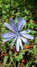 Fotografia da espécie Cichorium intybus