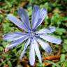 Fotografia 16 da espécie Cichorium intybus do Jardim Botânico UTAD