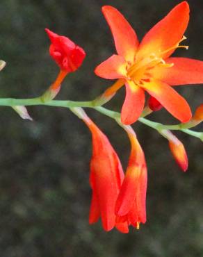 Fotografia 1 da espécie Crocosmia × crocosmiiflora no Jardim Botânico UTAD