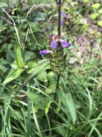 Fotografia da espécie Prunella vulgaris