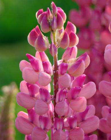 Fotografia de capa Lupinus polyphyllus - do Jardim Botânico