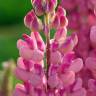 Fotografia 1 da espécie Lupinus polyphyllus do Jardim Botânico UTAD