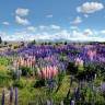 Fotografia 5 da espécie Lupinus polyphyllus do Jardim Botânico UTAD