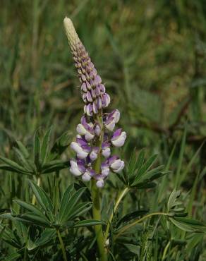 Fotografia 6 da espécie Lupinus polyphyllus no Jardim Botânico UTAD