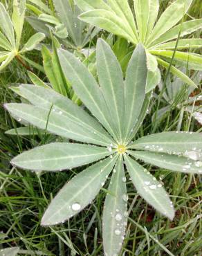 Fotografia 8 da espécie Lupinus polyphyllus no Jardim Botânico UTAD