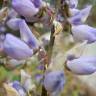 Fotografia 9 da espécie Lupinus polyphyllus do Jardim Botânico UTAD