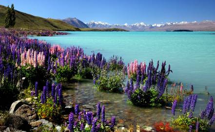 Fotografia da espécie Lupinus polyphyllus