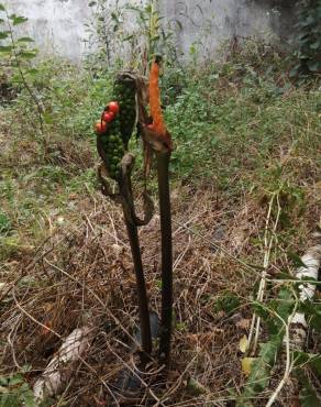 Fotografia 5 da espécie Arum cylindraceum no Jardim Botânico UTAD