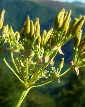 Fotografia 11 da espécie Anthriscus sylvestris no Jardim Botânico UTAD