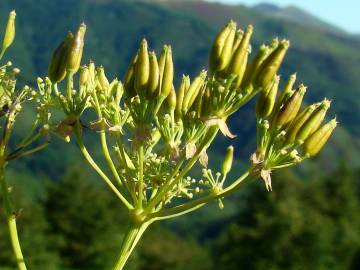 Fotografia da espécie Anthriscus sylvestris