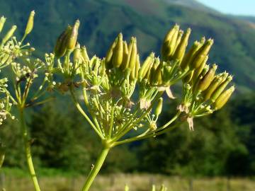 Fotografia da espécie Anthriscus sylvestris