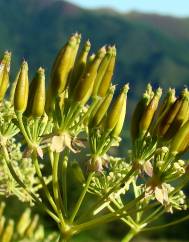 Anthriscus sylvestris