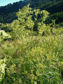 Fotografia da espécie Anthriscus sylvestris