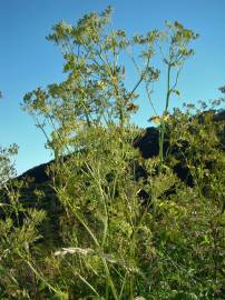 Fotografia da espécie Anthriscus sylvestris