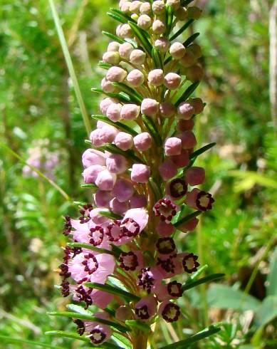 Fotografia de capa Erica vagans - do Jardim Botânico