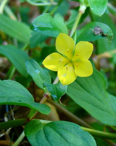 Fotografia de capa Lysimachia nemorum - do Jardim Botânico