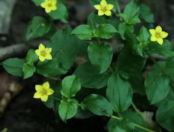 Fotografia da espécie Lysimachia nemorum