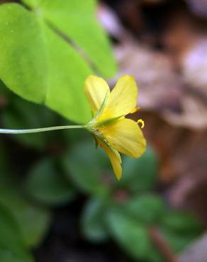 Fotografia 14 da espécie Lysimachia nemorum no Jardim Botânico UTAD