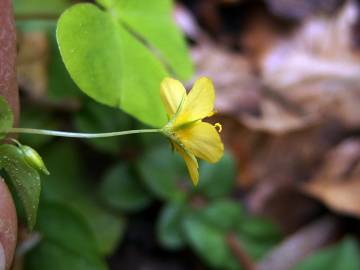 Fotografia da espécie Lysimachia nemorum