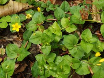 Fotografia da espécie Lysimachia nemorum