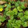 Fotografia 15 da espécie Lysimachia nemorum do Jardim Botânico UTAD