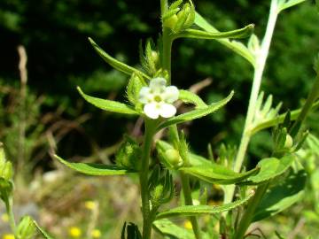 Fotografia da espécie Lithospermum officinale