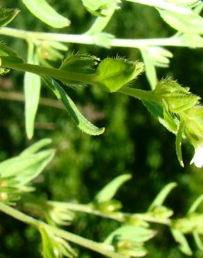 Fotografia 19 da espécie Lithospermum officinale no Jardim Botânico UTAD