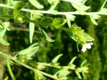 Fotografia da espécie Lithospermum officinale