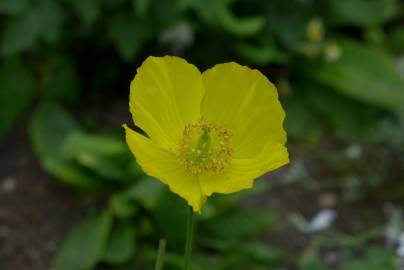 Fotografia da espécie Papaver cambricum