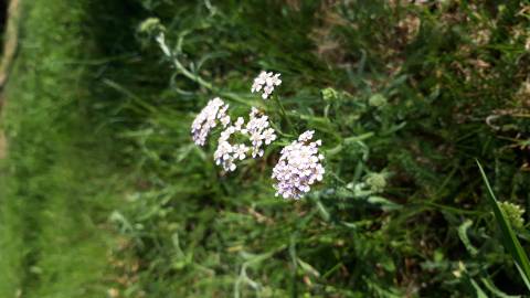 Fotografia da espécie Achillea millefolium subesp. millefolium