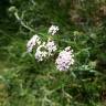 Fotografia 10 da espécie Achillea millefolium subesp. millefolium do Jardim Botânico UTAD