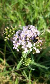 Fotografia da espécie Achillea millefolium subesp. millefolium