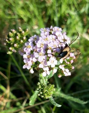 Fotografia 11 da espécie Achillea millefolium subesp. millefolium no Jardim Botânico UTAD