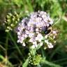 Fotografia 11 da espécie Achillea millefolium subesp. millefolium do Jardim Botânico UTAD