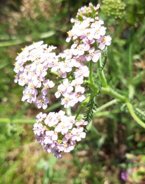 Fotografia 12 da espécie Achillea millefolium subesp. millefolium no Jardim Botânico UTAD