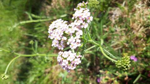 Fotografia da espécie Achillea millefolium subesp. millefolium