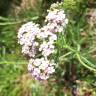 Fotografia 12 da espécie Achillea millefolium subesp. millefolium do Jardim Botânico UTAD