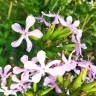 Fotografia 17 da espécie Saponaria officinalis do Jardim Botânico UTAD