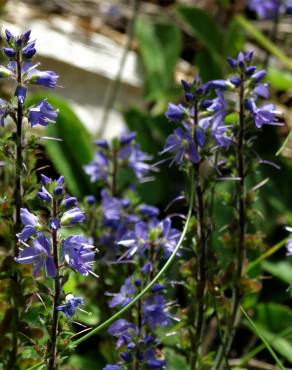 Fotografia 18 da espécie Veronica officinalis no Jardim Botânico UTAD