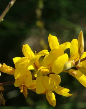 Fotografia 34 da espécie Adenocarpus complicatus no Jardim Botânico UTAD