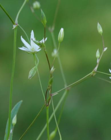 Fotografia de capa Stellaria graminea - do Jardim Botânico