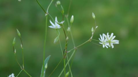 Fotografia da espécie Stellaria graminea