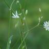 Fotografia 1 da espécie Stellaria graminea do Jardim Botânico UTAD