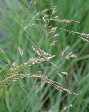 Fotografia 1 da espécie Deschampsia cespitosa subesp. cespitosa no Jardim Botânico UTAD