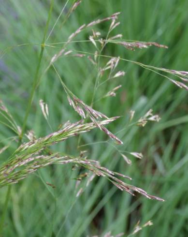 Fotografia de capa Deschampsia cespitosa subesp. cespitosa - do Jardim Botânico