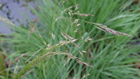 Fotografia da espécie Deschampsia cespitosa subesp. cespitosa