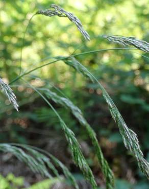 Fotografia 5 da espécie Deschampsia cespitosa subesp. cespitosa no Jardim Botânico UTAD