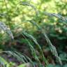 Fotografia 5 da espécie Deschampsia cespitosa subesp. cespitosa do Jardim Botânico UTAD